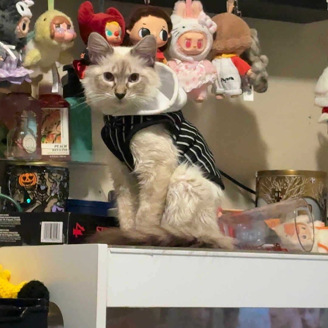 Salt joined the competition — help win amazing prizes! cat, fluffy_cat, pet, animal, sitting, striped_clothing, costume, blue_eyes, long_hair, toy_store, plush_toys, collectibles, keychains, shelves, display, indoors, television, halloween, home_decor, portrait