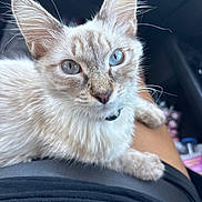 Salt joined the competition — help win amazing prizes! cat, kitten, animal, pet, fluffy, fur, cream_colored, blue_eyes, heterochromia, whiskers, ears, face, close_up, portrait, sitting, paw, collar, lap, car_interior, outdoor