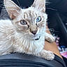 cat, kitten, animal, pet, fluffy, fur, cream_colored, blue_eyes, heterochromia, whiskers, ears, face, close_up, portrait, sitting, paw, collar, lap, car_interior, outdoor