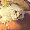 Salt joined the competition — help win amazing prizes! cat, kitten, fluffy, white_fur, pet, animal, face, eyes, whiskers, wearing_hat, colorful_hat, human_arm, bracelet, jewelry, close_up, portrait, indoor, cuddling, cute, funny