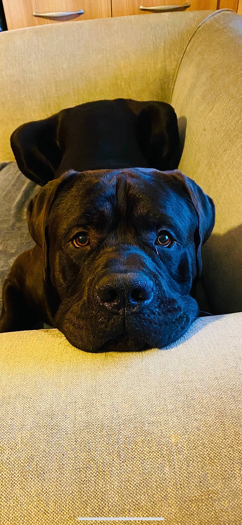 Sid joined the competition — help win amazing prizes! boxer, carnivore, comfort, companion_dog, dog, dog_breed, electric_blue, fawn, fur, giant_dog_breed, guard_dog, liver, molosser, snout, sporting_group, terrestrial_animal, whiskers, working_animal, working_dog, wrinkle