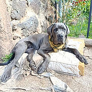 Ragnar a rejoint le concours — aidez-le/la à gagner de superbes lots ! dog, gray_dog, blue_eyes, bandana, outdoor, stone_wall, cushion, worn_out, greenery, plants, relaxed, pet, canine, paw, snout, fur, resting, ground, sunlight, nature