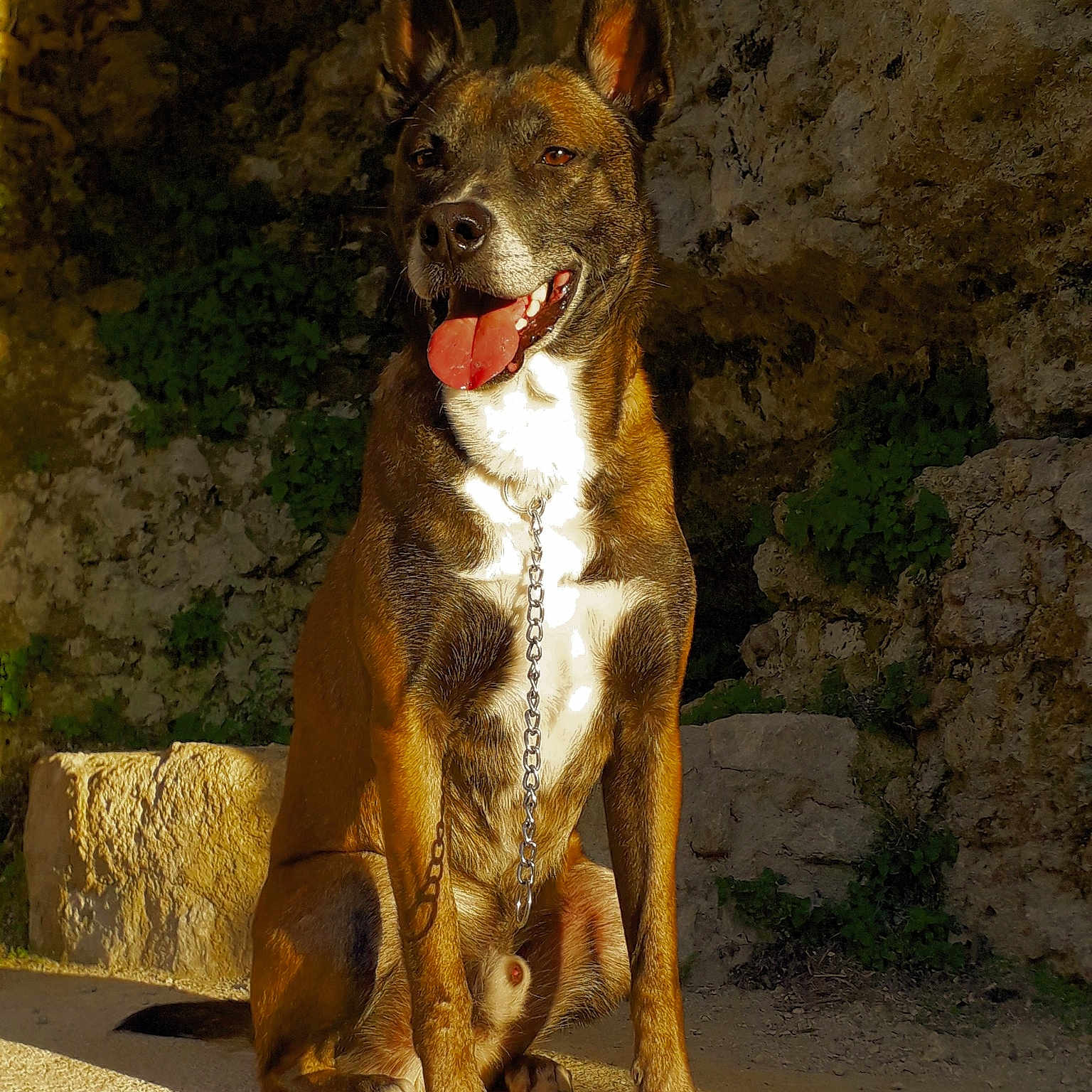 Volt a rejoint le concours — aidez-le/la à gagner de superbes lots ! accessories, animal, bodypart, boxer, bulldog, canine, chihuahua, dog, frenchbulldog, hound, leash, mouth, person, pet, pitbull, plant, pointer, puppy, strap, terrier