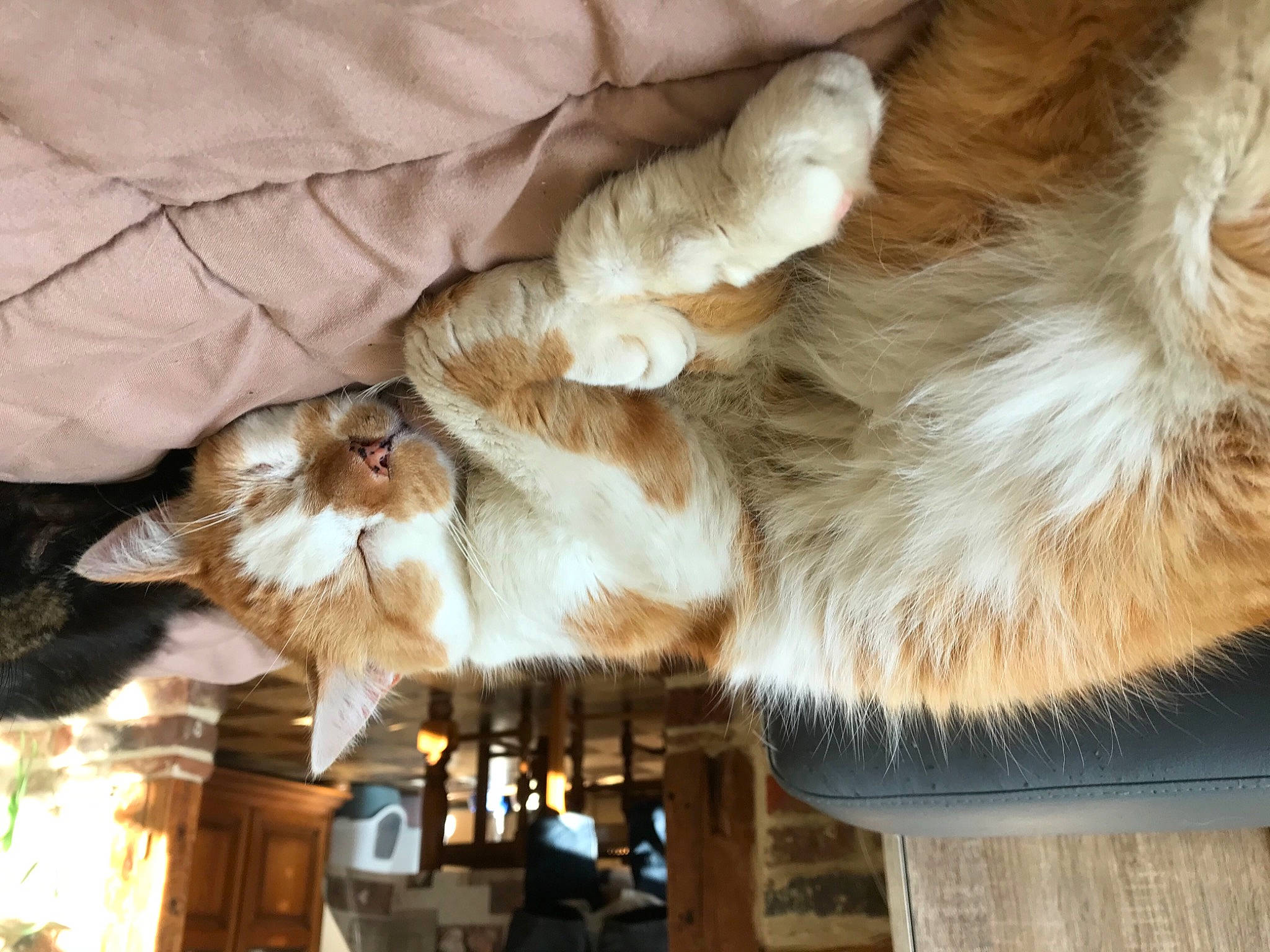 Eros a rejoint le concours — aidez-le/la à gagner de superbes lots ! carnivore, cat, claw, fawn, felidae, fur, liver, natural_material, paw, small_to_medium_sized_cats, tail, vertebrate, whiskers