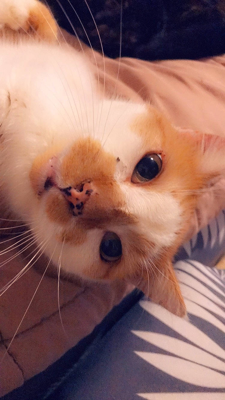 Eros participe au concours pour gagner de l'argent avec cette photo : carnivore, cat, curious, fawn, felidae, fur, iris, kitten, peach, pet_supply, skin, small_to_medium_sized_cats, snout, vertebrate, whiskers