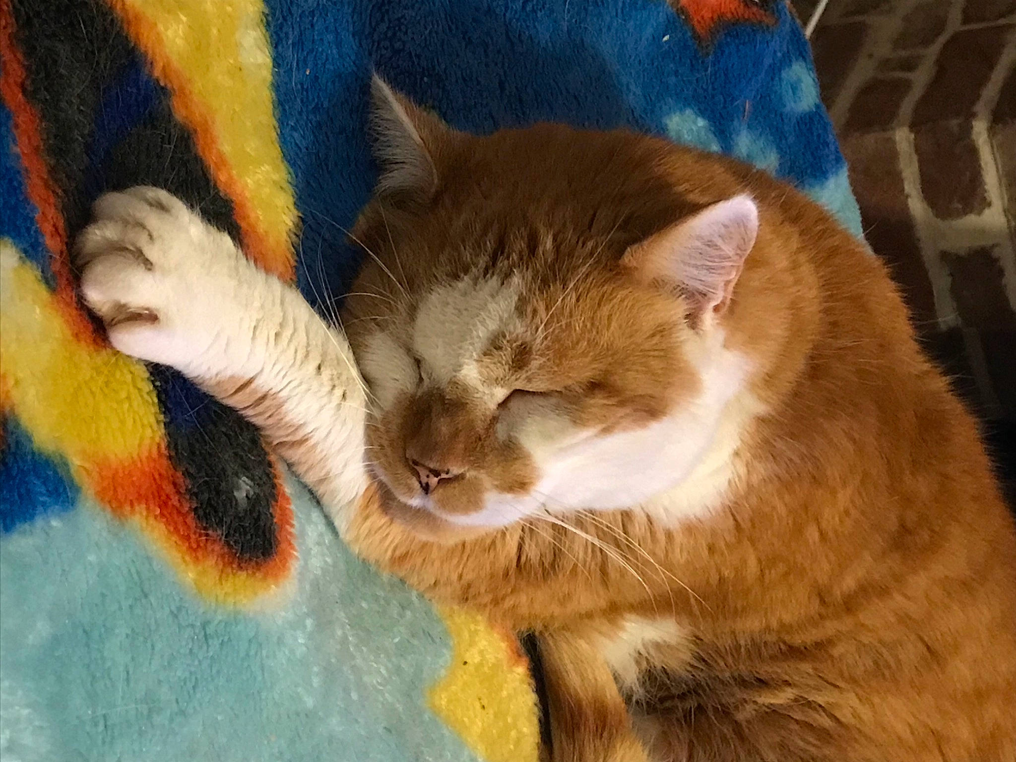 Eros participe au concours pour gagner de l'argent avec cette photo : carnivore, cat, domestic_short_haired_cat, fawn, felidae, fur, mammal, paw, pet_supply, small_to_medium_sized_cats, snout, toe, vertebrate, whiskers