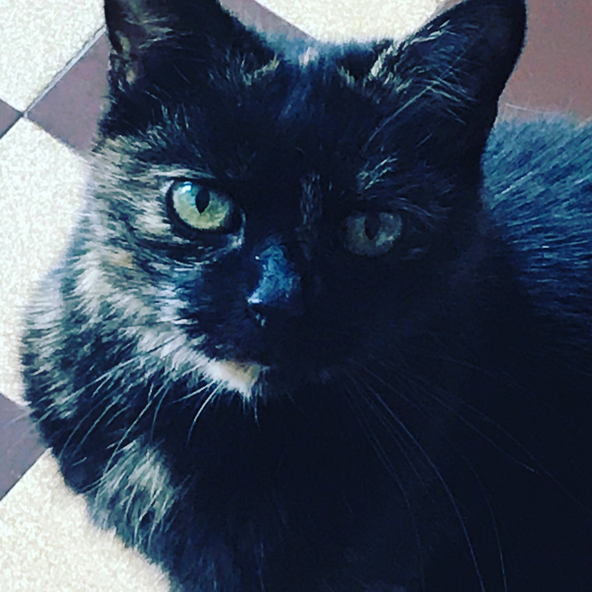 Cybelle a rejoint le concours — aidez-le/la à gagner de superbes lots ! black, black_cat, carnivore, cat, felidae, fur, iris, small_to_medium_sized_cats, snout, terrestrial_animal, tile, vertebrate, whiskers