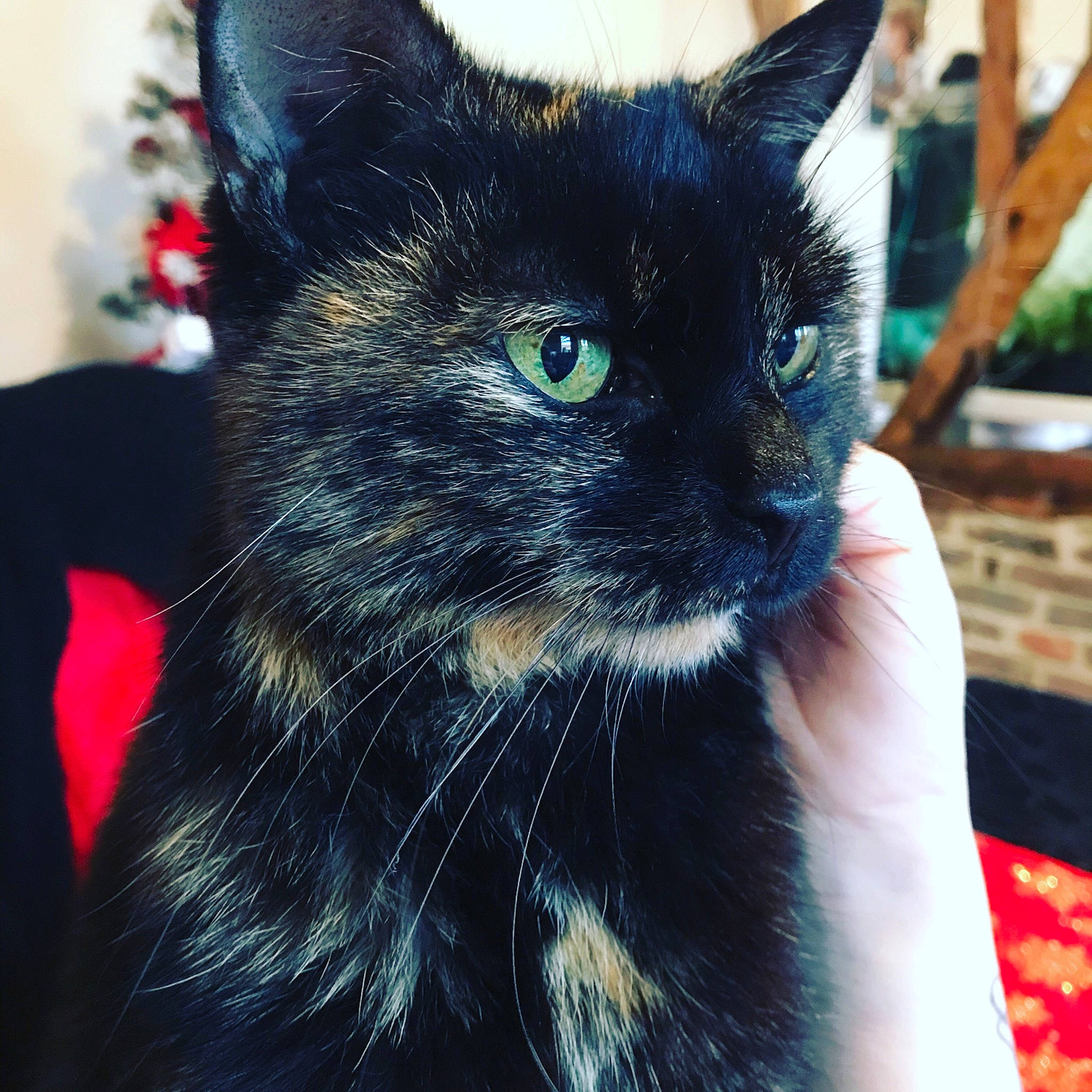 Cybelle a rejoint le concours — aidez-le/la à gagner de superbes lots ! black_cat, carnivore, cat, felidae, fur, iris, pet_supply, small_to_medium_sized_cats, snout, vertebrate, whiskers