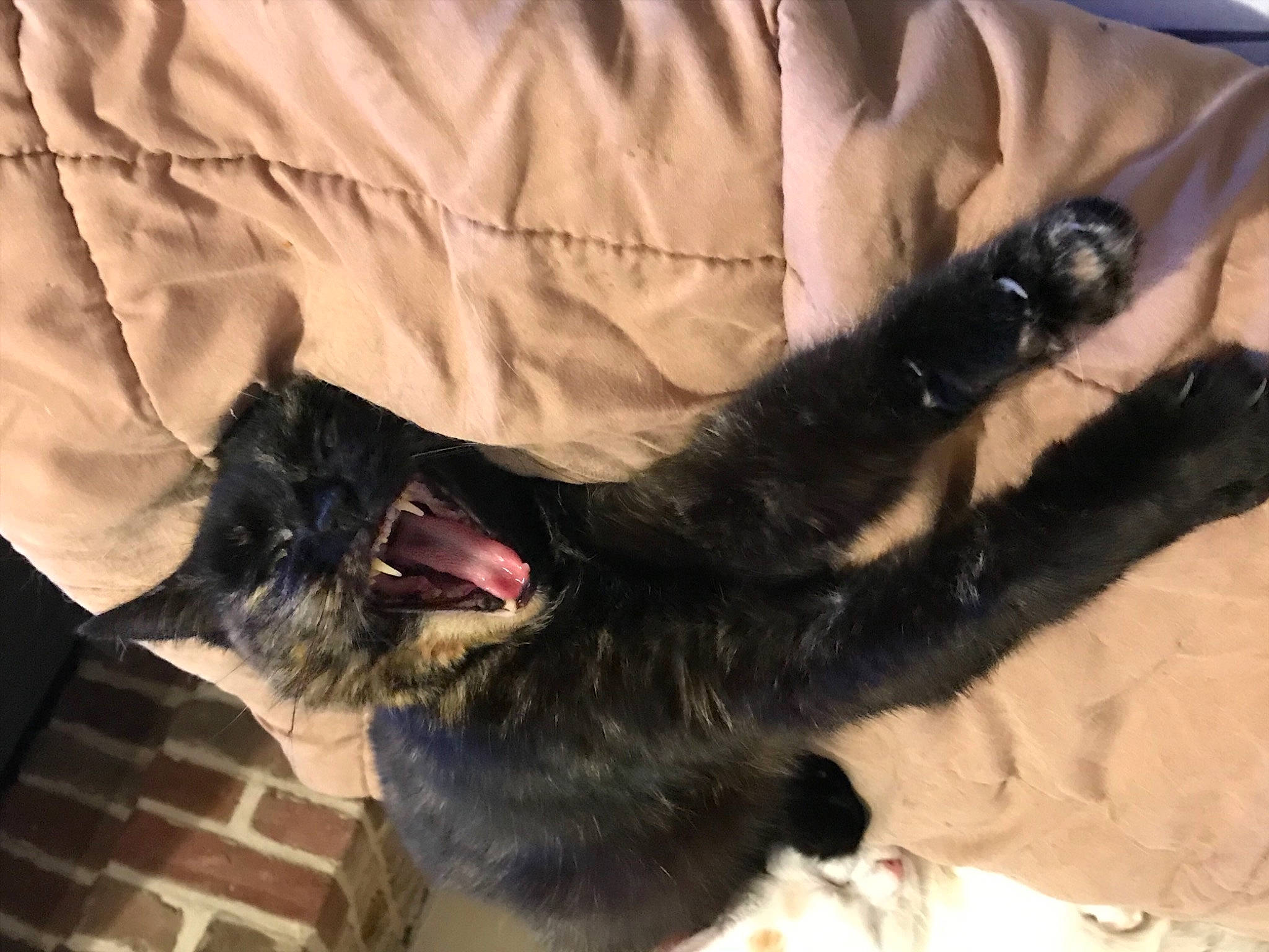 Cybelle participe au concours pour gagner de l'argent avec cette photo : black_cat, carnivore, cat, claw, collar, dog_breed, fang, felidae, fur, jaw, paw, small_to_medium_sized_cats, snout, tail, tongue, tooth, vertebrate, whiskers, yawn