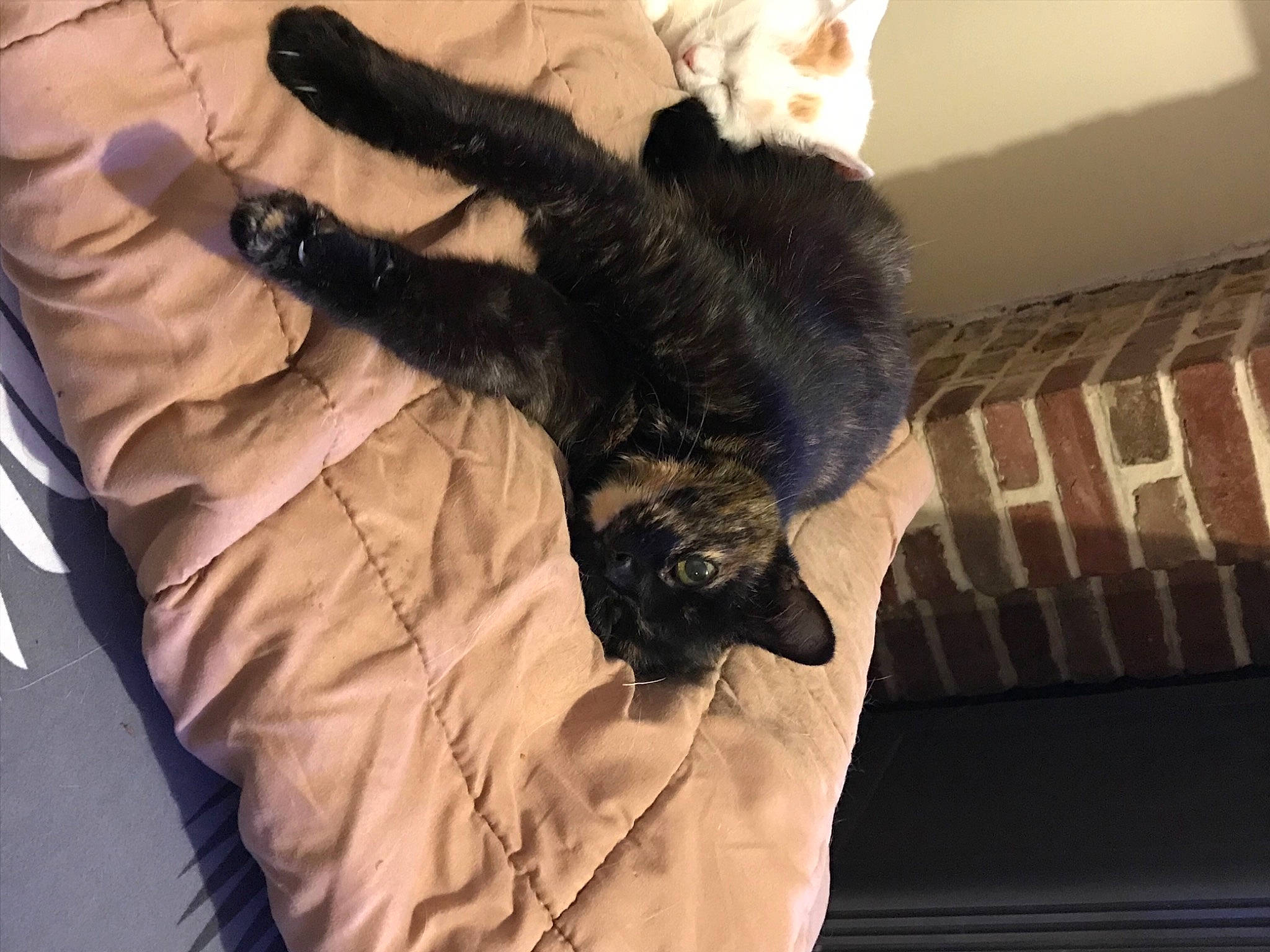 Cybelle a rejoint le concours — aidez-le/la à gagner de superbes lots ! black_cat, carnivore, cat, claw, comfort, couch, felidae, fur, linens, mammal, paw, small_to_medium_sized_cats, tail, terrestrial_animal, vertebrate, whiskers