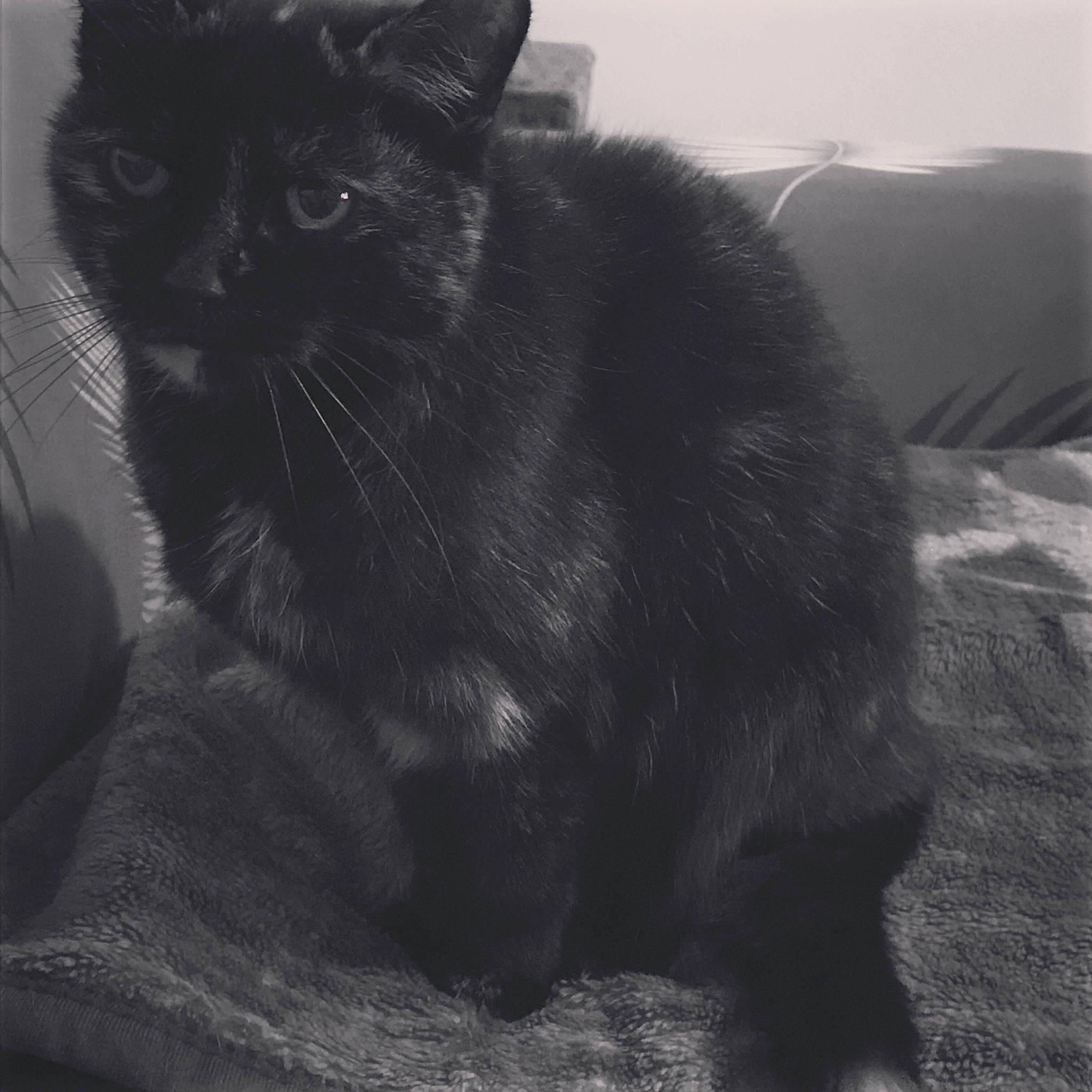 Cybelle a rejoint le concours — aidez-le/la à gagner de superbes lots ! black, black_cat, carnivore, cat, felidae, fur, pet_supply, small_to_medium_sized_cats, snout, tail, terrestrial_animal, vertebrate, whiskers