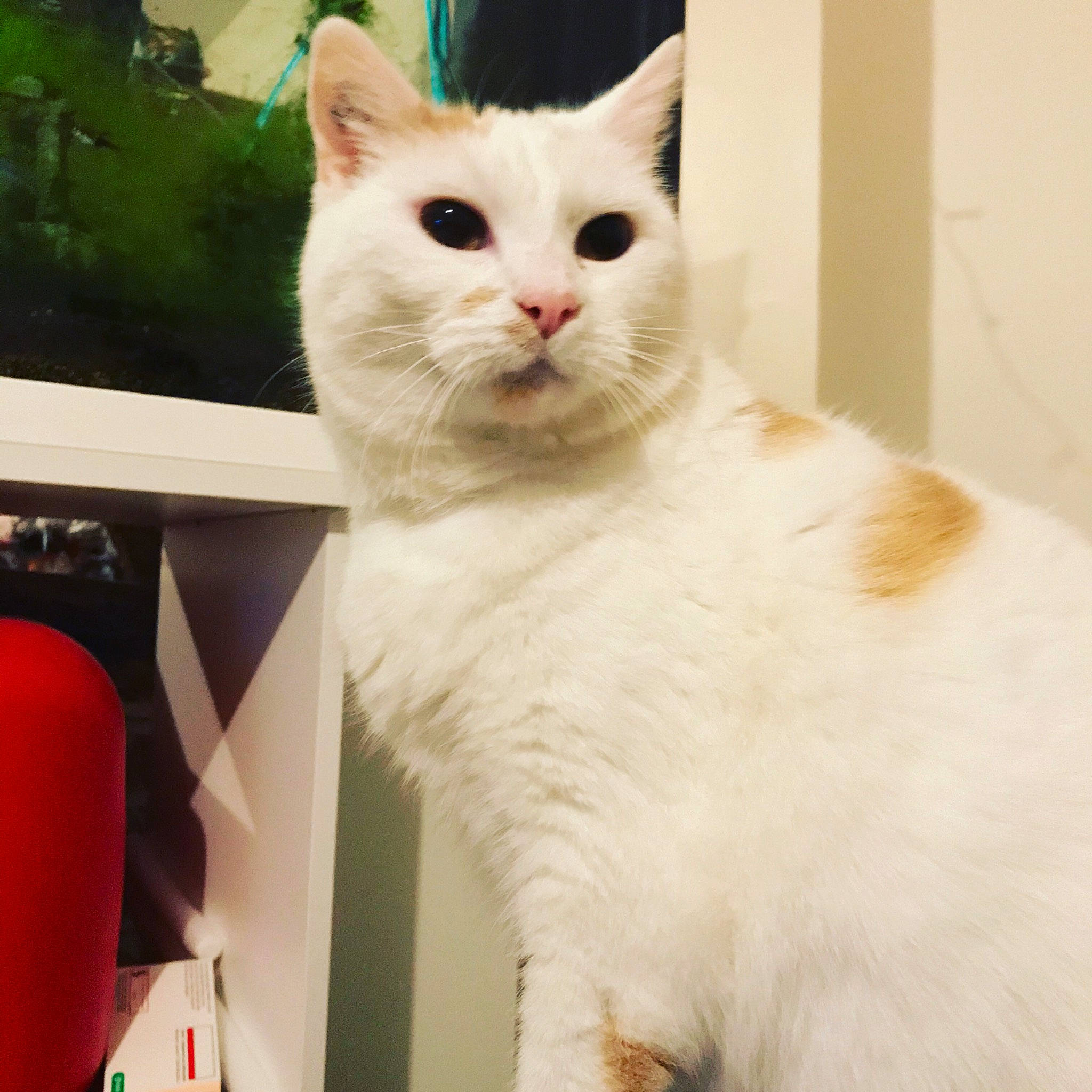 Flocon participe au concours pour gagner de l'argent avec cette photo : carnivore, cat, felidae, fur, orange, small_to_medium_sized_cats, snout, tail, vertebrate, whiskers