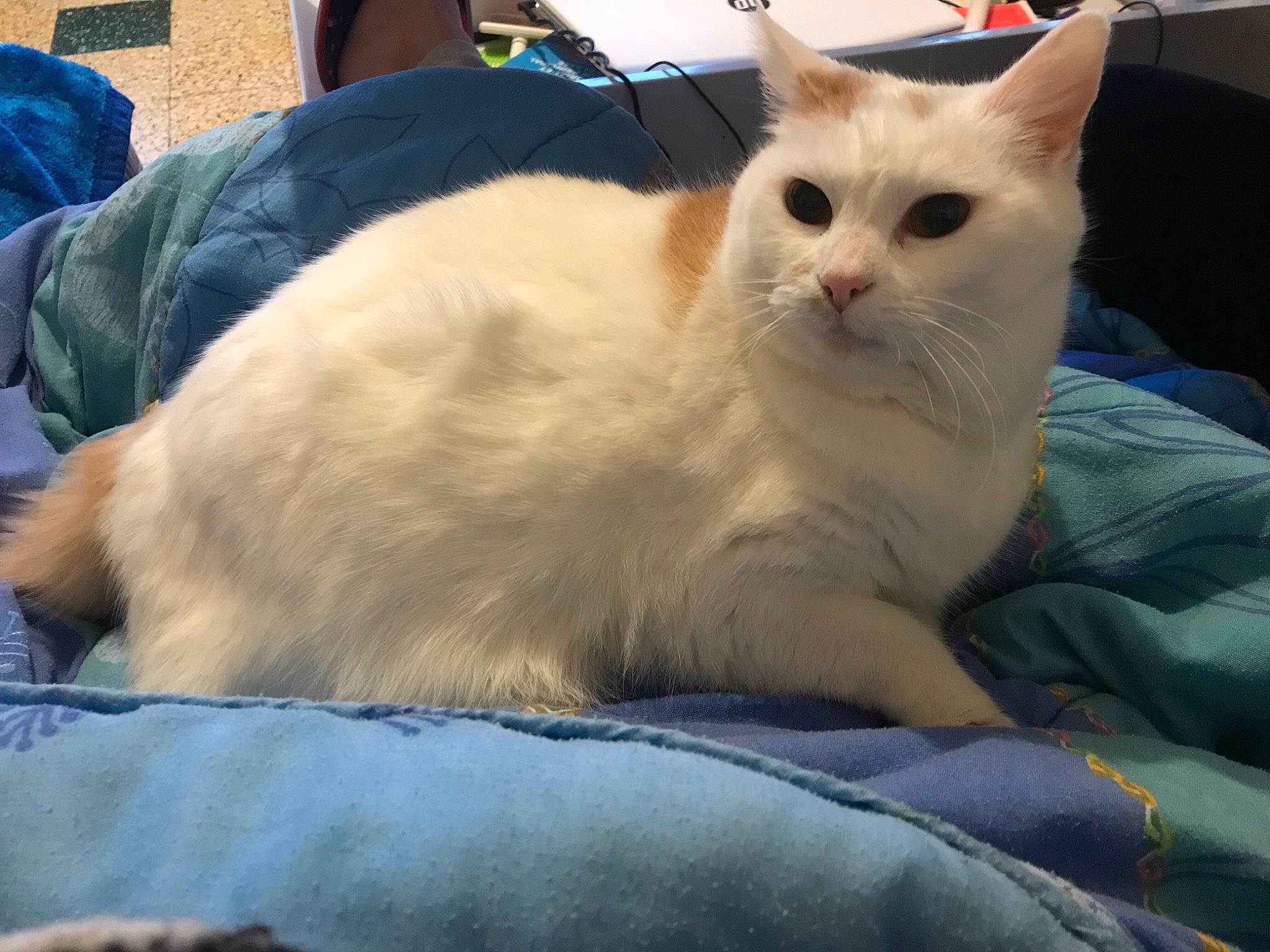 Flocon participe au concours pour gagner de l'argent avec cette photo : backpack, carnivore, cat, comfort, felidae, fur, small_to_medium_sized_cats, snout, vertebrate, whiskers