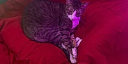 Mr. Kitty Cat is registered to the contest to win money with this photo: cat, tabby, blanket, red, purple_light, indoor, pet, feline, cozy, resting, curled_up, comfort, animal, fur, whiskers, relaxed, domestic, cute, eyes, collar