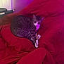 cat, tabby, blanket, red, purple_light, indoor, pet, feline, cozy, resting, curled_up, comfort, animal, fur, whiskers, relaxed, domestic, cute, eyes, collar