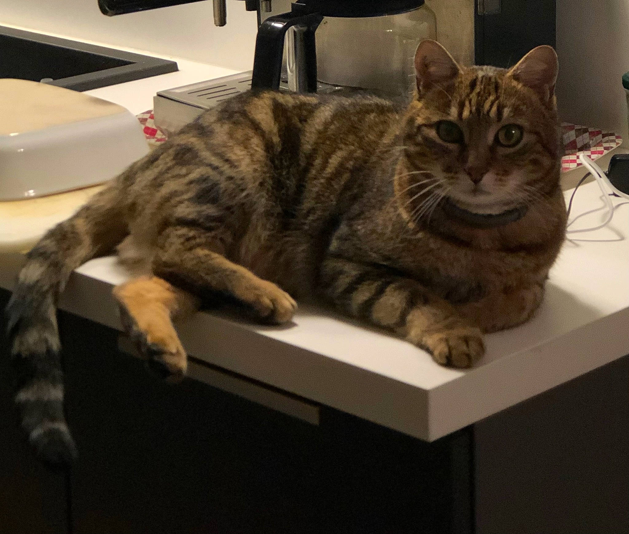 Cajou a rejoint le concours — aidez-le/la à gagner de superbes lots ! carnivore, cat, comfort, domestic_short_haired_cat, felidae, fur, metal, paw, sitting, small_to_medium_sized_cats, snout, tail, whiskers