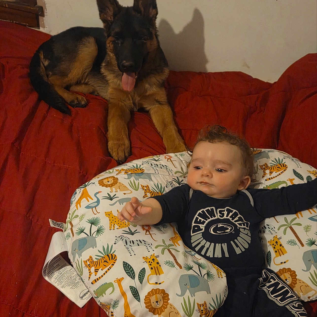 Herbert is registered to the contest to win money with this photo: animal_print, baby, bed, child, comfort, curly_hair, cute, dog, ears, face, fur, german_shepherd, indoor, pet, pillow, reaching_hand, red_blanket, resting, shadow, tongue_out