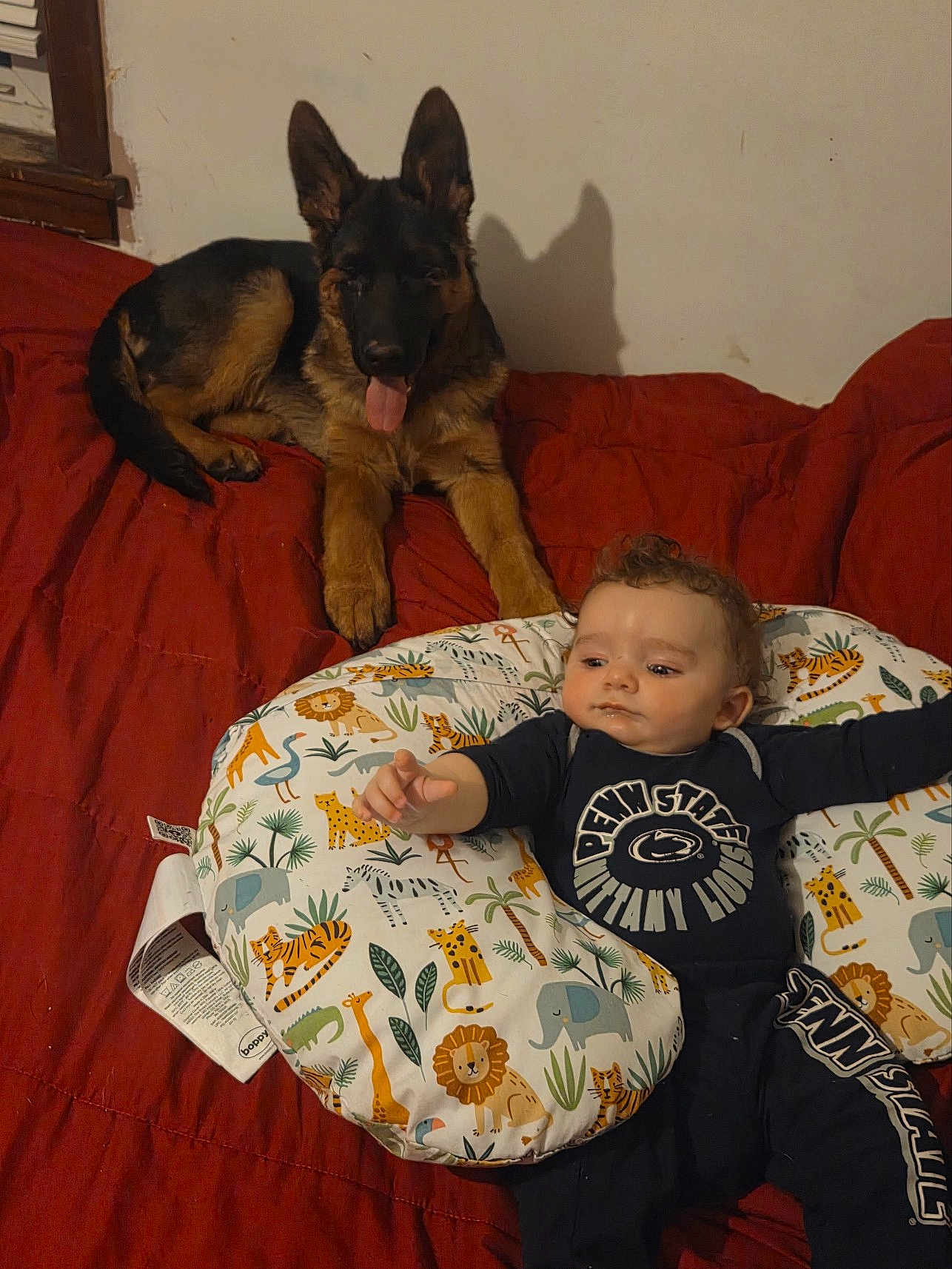 Herbert is registered to the contest to win money with this photo: animal_print, baby, bed, child, comfort, curly_hair, cute, dog, ears, face, fur, german_shepherd, indoor, pet, pillow, reaching_hand, red_blanket, resting, shadow, tongue_out