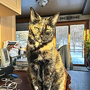 Dakota joined the competition — help win amazing prizes! animal, cat, closeup, coat, domestic, door, electronics, furniture, indoor, papers, pet, plant, room, sitting, sunlight, table, tortoiseshell, window, wood, yellow_eyes