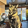animal, cat, closeup, coat, domestic, door, electronics, furniture, indoor, papers, pet, plant, room, sitting, sunlight, table, tortoiseshell, window, wood, yellow_eyes