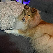 Eden a rejoint le concours — aidez-le/la à gagner de superbes lots ! animal, aquarium, brown, calm, companion, couch, dog, domestic_animal, fluffy, furniture, indoor, living_room, long_hair, pet, pillow, relaxed, resting, shetland_sheepdog, white, window