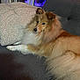 animal, aquarium, brown, calm, companion, couch, dog, domestic_animal, fluffy, furniture, indoor, living_room, long_hair, pet, pillow, relaxed, resting, shetland_sheepdog, white, window