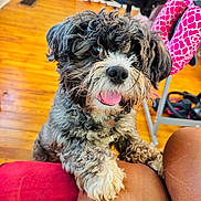 Sir Bentley is registered to the contest to win money with this photo: dog, pet, puppy, scruffy_fur, curly_fur, black_and_white, beard, pink_tongue, open_mouth, happy, playful, portrait, close_up, sitting, paws, couch, cushion, hardwood_floor, indoor, home