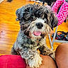 dog, pet, puppy, scruffy_fur, curly_fur, black_and_white, beard, pink_tongue, open_mouth, happy, playful, portrait, close_up, sitting, paws, couch, cushion, hardwood_floor, indoor, home