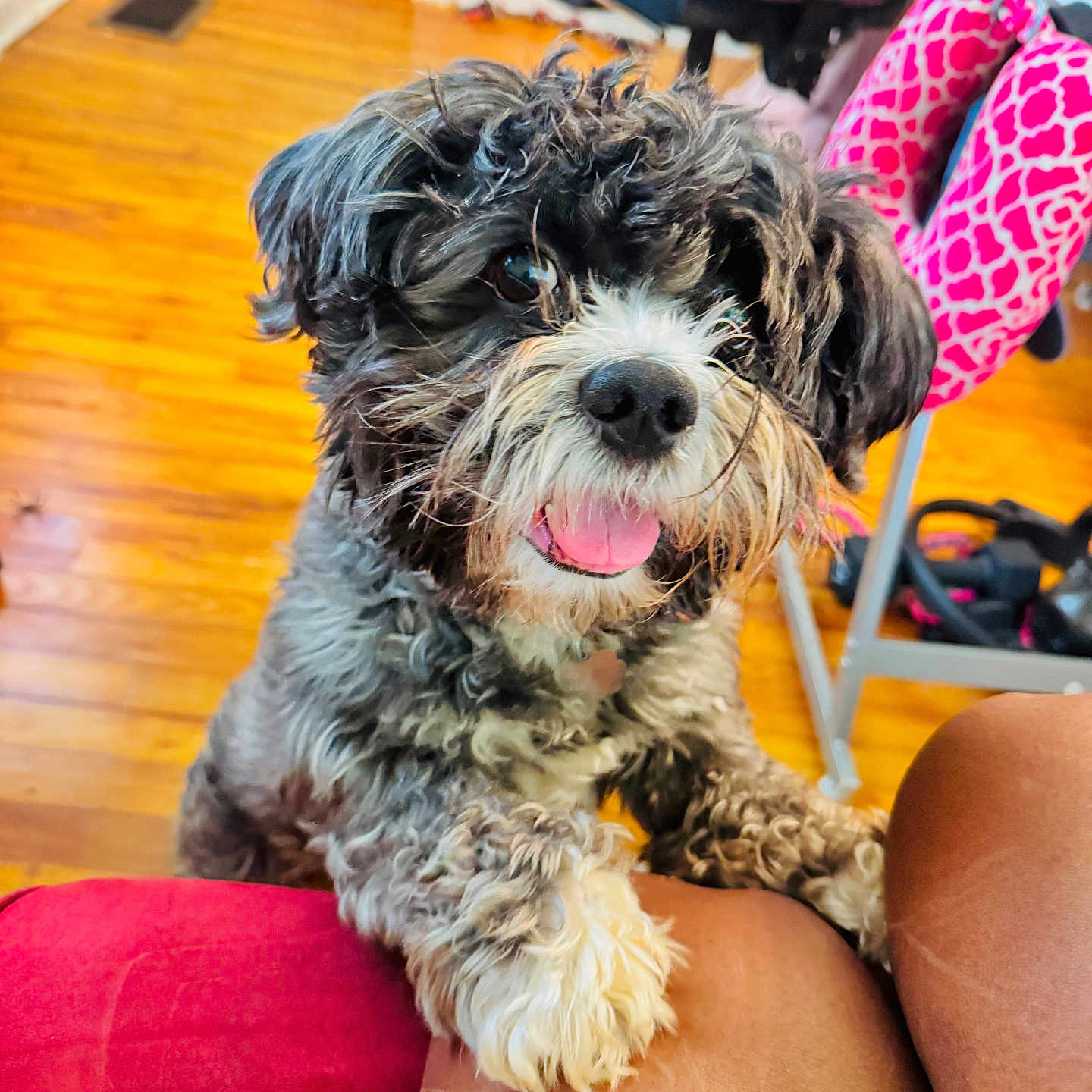 Sir Bentley is registered to the contest to win money with this photo: dog, pet, puppy, scruffy_fur, curly_fur, black_and_white, beard, pink_tongue, open_mouth, happy, playful, portrait, close_up, sitting, paws, couch, cushion, hardwood_floor, indoor, home