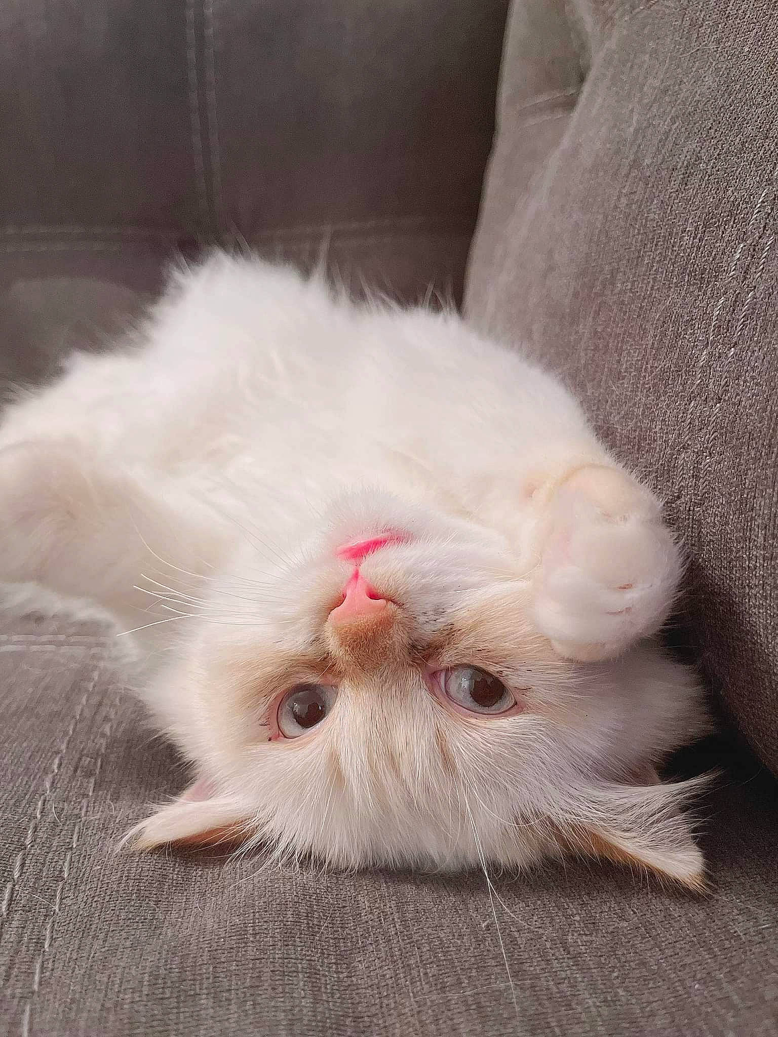 Ashley is registered to the contest to win money with this photo: carnivore, cat, claw, domestic_short_haired_cat, fawn, felidae, flooring, fur, paw, small_to_medium_sized_cats, snout, tail, whiskers