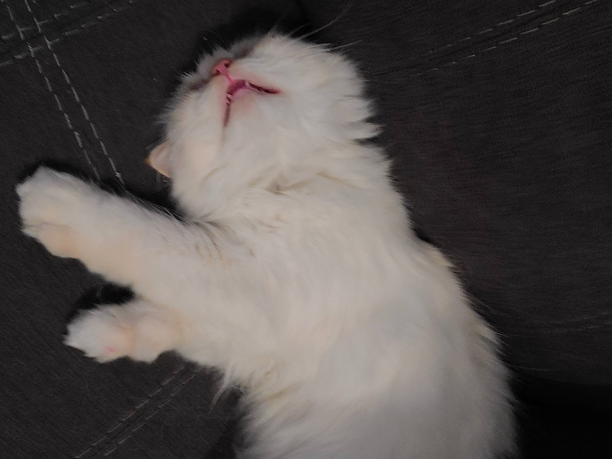 Ashley is registered to the contest to win money with this photo: canidae, carnivore, cat, chair, claw, companion_dog, darkness, felidae, fur, head, paw, small_to_medium_sized_cats, snout, tail, whiskers