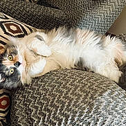 Chloe is registered to the contest to win money with this photo: cat, calico_cat, fluffy, long_hair, pet, animal, feline, green_eyes, lying_down, belly_up, paws, whiskers, indoors, sofa, couch, cushions, pillow, cozy, patterned_fabric, portrait