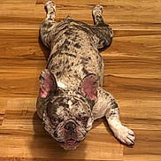 Archie joined the competition — help win amazing prizes! dog, french_bulldog, pet, animal, lying_down, upside_down, wooden_floor, indoor, portrait, wrinkles, brindle_coat, paws, ears, eyes, nose, muzzle, cute, funny, closeup, floor