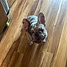 Archie is registered to the contest to win money with this photo: dog, french_bulldog, pet, animal, sitting, looking_up, happy, smiling, bat_ears, short_muzzle, brindle_coat, wooden_floor, indoor, home, toy, green_ball, portrait, close_up, natural_light, playful
