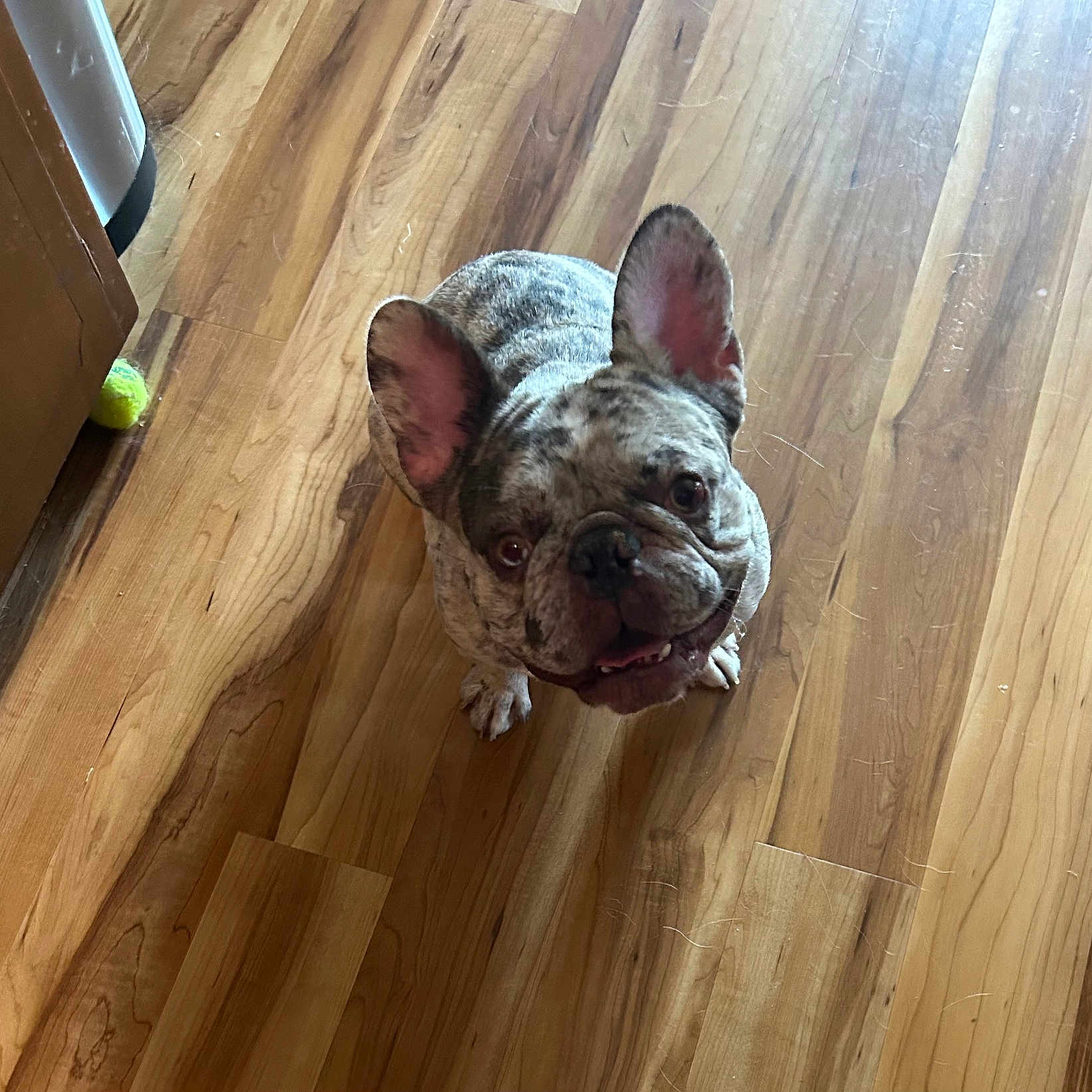 Archie