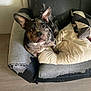 animal, bulldog, canine, dog, dogbed, frenchbulldog, pet, pitbull, puppy