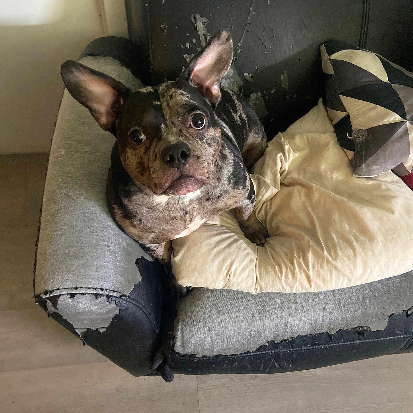 Luna joined the competition — help win amazing prizes! animal, bulldog, canine, dog, dogbed, frenchbulldog, pet, pitbull, puppy