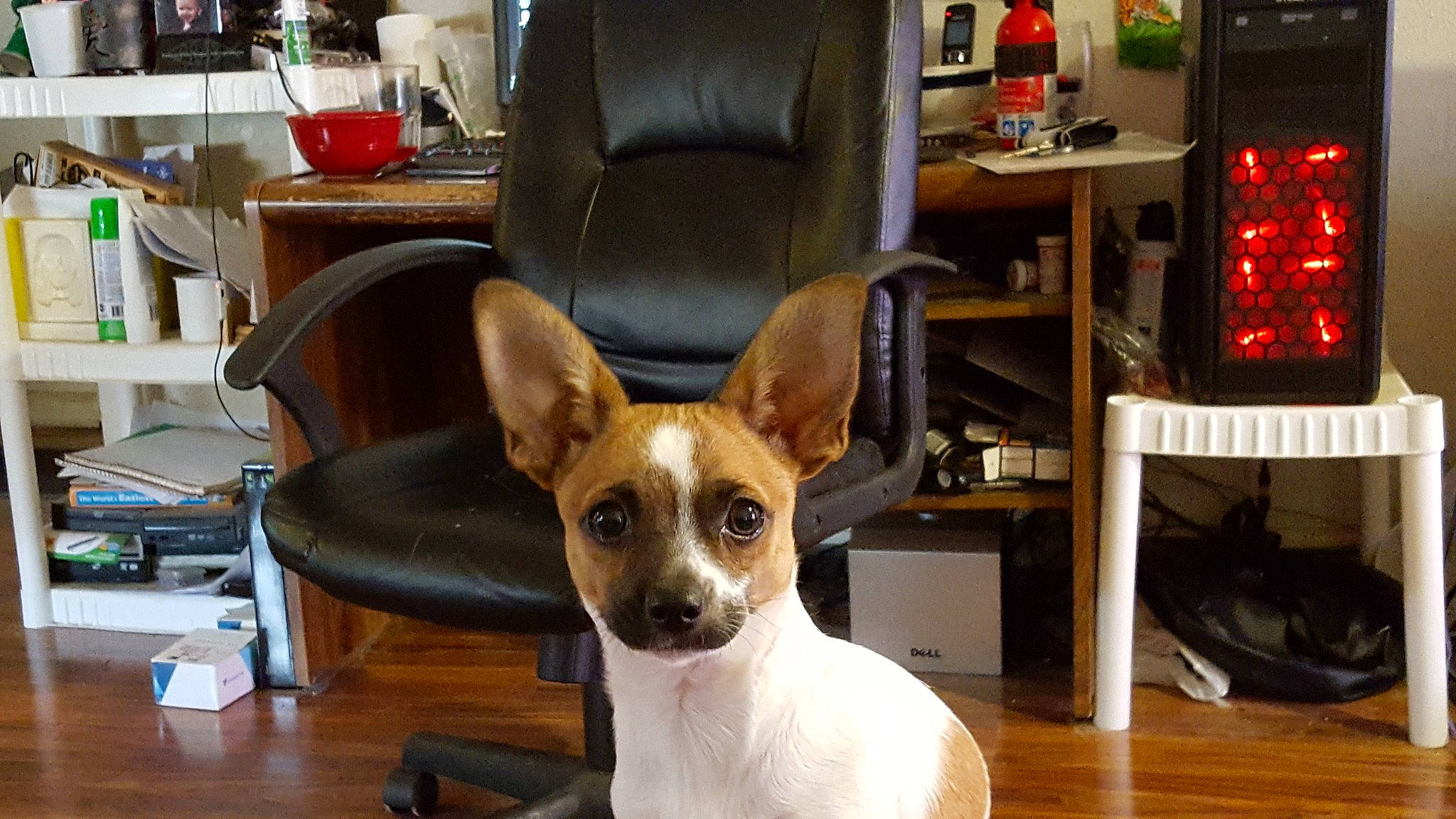 Romeo is registered to the contest to win money with this photo: canidae, carnivore, chair, chihuahua, comfort, companion_dog, corgi_chihuahua, dog, dog_breed, fawn, flooring, furniture, hardwood, houseplant, mammal, table, toy_dog, whiskers, wood, working_animal