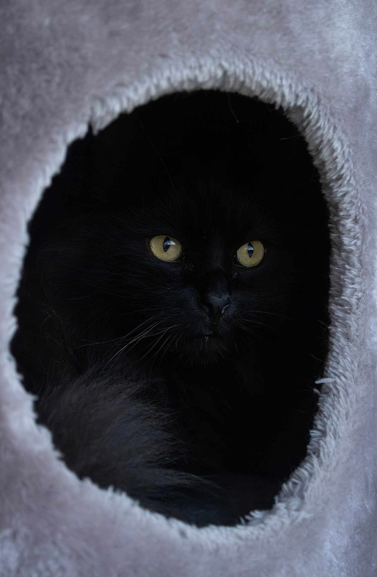 Spider a rejoint le concours — aidez-le/la à gagner de superbes lots ! black_cat, cat, yellow_eyes, furry, cozy, tunnel, pet, animal, feline, closeup, portrait, indoor, dark, soft_texture, whiskers, cute, mystery, hidden, shadow, curious