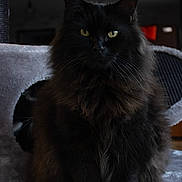 Spider a rejoint le concours — aidez-le/la à gagner de superbes lots ! black_cat, cat, fluffy, long_hair, indoor, pet, animal, yellow_eyes, fur, portrait, sitting, soft, gray_surface, cozy, feline, whiskers, cat_tree, dim_light, mystery, domestic_cat