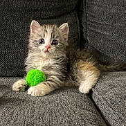 Smokey is registered to the contest to win money with this photo: kitten, cat, pet, feline, fluffy, gray, white, couch, indoor, cute, small, toy, green_ball, fur, animal, young, playful, relaxed, paw, sitting