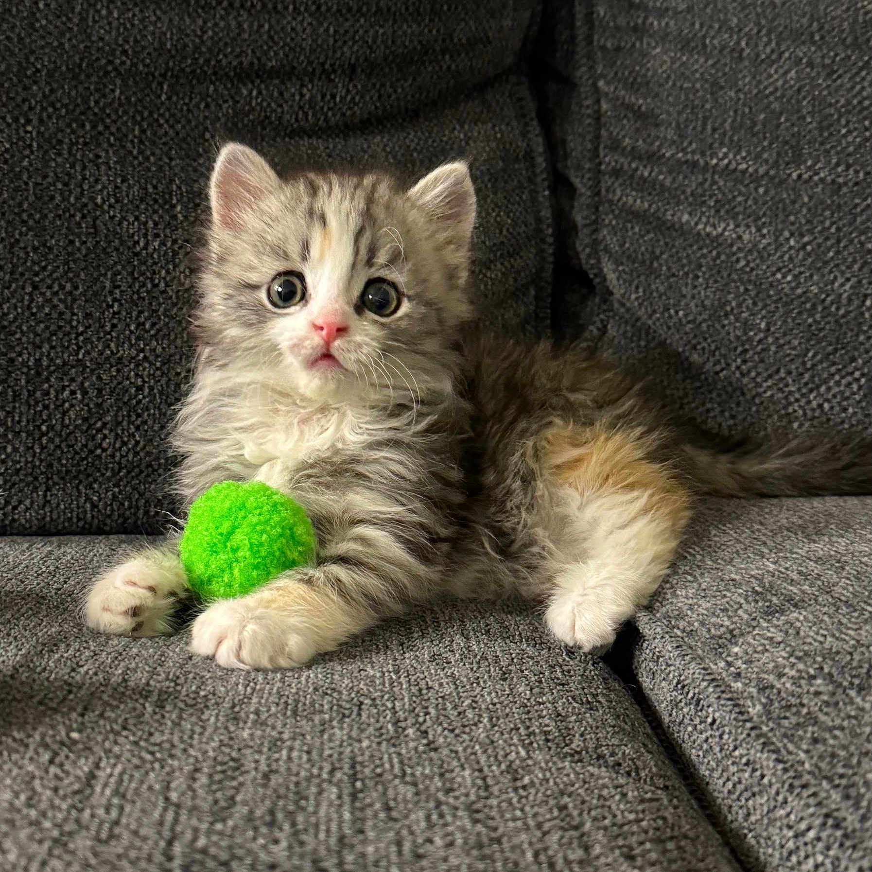 Smokey is registered to the contest to win money with this photo: animal, cat, couch, cute, feline, fluffy, fur, gray, green_ball, indoor, kitten, paw, pet, playful, relaxed, sitting, small, toy, white, young
