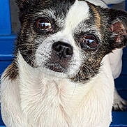 Sassy is registered to the contest to win money with this photo: dog, small_dog, close_up, pet, curious_expression, white_fur, black_and_white, brown_patches, standing, blue_background, blue_surface, animal, canine, ears, whiskers, nose, paws, eyes, reflection, portrait