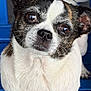 dog, small_dog, close_up, pet, curious_expression, white_fur, black_and_white, brown_patches, standing, blue_background, blue_surface, animal, canine, ears, whiskers, nose, paws, eyes, reflection, portrait