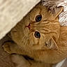 Hugo is registered to the contest to win money with this photo: cat, ginger_cat, orange_fur, fluffy, pet, animal, face, eyes, whiskers, pink_nose, blanket, cozy, sleeping, indoors, close_up, portrait, cuddly, cute, furry, relaxed