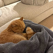 Hugo joined the competition — help win amazing prizes! cat, ginger_cat, sleeping, curled_up, pet, feline, orange_fur, blanket, plush, cozy, couch, sofa, indoor, home, relaxed, resting, grooming, warm_lighting, comfort, portrait