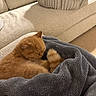 cat, ginger_cat, sleeping, curled_up, pet, feline, orange_fur, blanket, plush, cozy, couch, sofa, indoor, home, relaxed, resting, grooming, warm_lighting, comfort, portrait