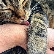 Chatchat a rejoint le concours — aidez-le/la à gagner de superbes lots ! cat, tabby_cat, paw, tongue, licking, fur, whiskers, close_up, pet, animal, domestic_cat, arm, human, skin, affection, contentment, resting, indoor, cute, friendship