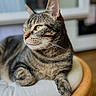 Chatchat participe au concours pour gagner de l'argent avec cette photo : cat, tabby, indoor, furniture, cushion, wicker, pet, animal, fur, green_eyes, relaxed, portrait, close_up, whiskers, paws, seated, domestic, cozy, natural_light, looking_away