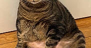 Chatchat participe au concours pour gagner de l'argent avec cette photo : cat, tabby, pet, feline, animal, indoor, wooden_floor, relaxed, sitting, fur, whiskers, ears, paw, cute, chubby, domestic_cat, looking, mammal, household, portrait